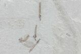 Fossil Crane Fly Larvae & Beetle - Green River Formation #76069-1